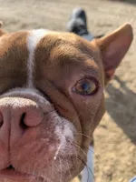 Rose, a female Boston Terrier for sale in Colorado Springs, CO – 2 of 5