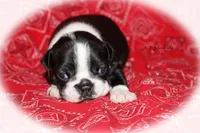 Jalen, a female Boston Terrier for sale in Colorado Springs, CO – 4 of 6
