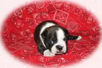 Jade, a female Boston Terrier for sale in Colorado Springs, CO – 4 of 6