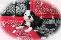 Rae, a female Boston Terrier for sale in Colorado Springs, CO – 2 of 6