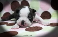 Hackett, a male Boston Terrier for sale in Colorado Springs, CO – 6 of 10