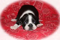 Jalen, a female Boston Terrier for sale in Colorado Springs, CO – 3 of 6