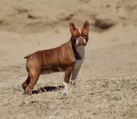Jade, a female Boston Terrier for sale in Colorado Springs, CO – 5 of 6