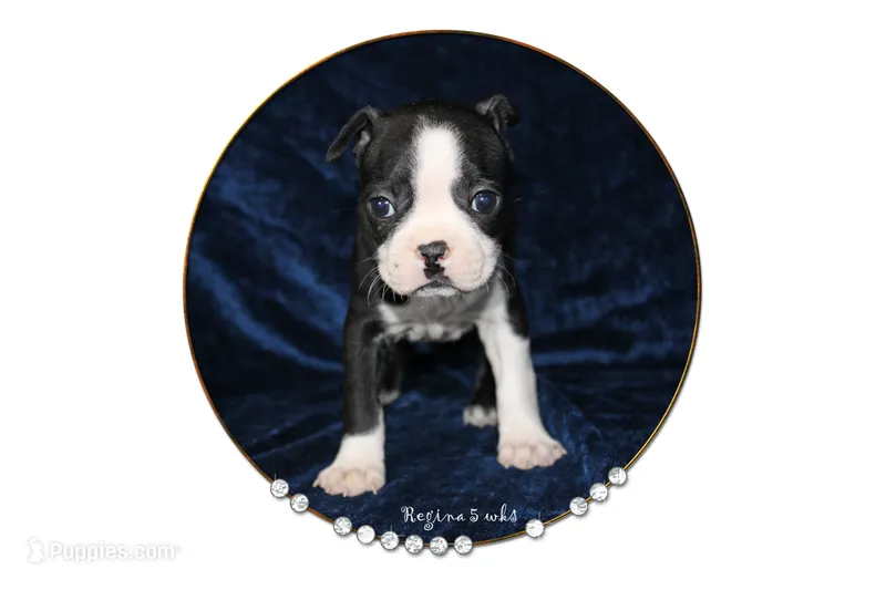 Regina – Boston Terrier puppy for sale in Colorado Springs, CO