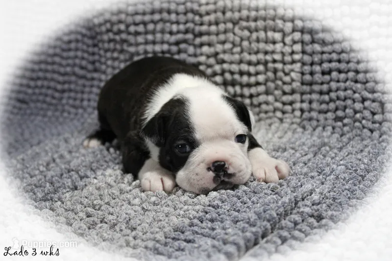 Lado – Boston Terrier puppy on hold in Colorado Springs, CO