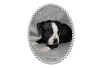 Hatti, a female Boston Terrier for sale in Colorado Springs, CO – 3 of 7