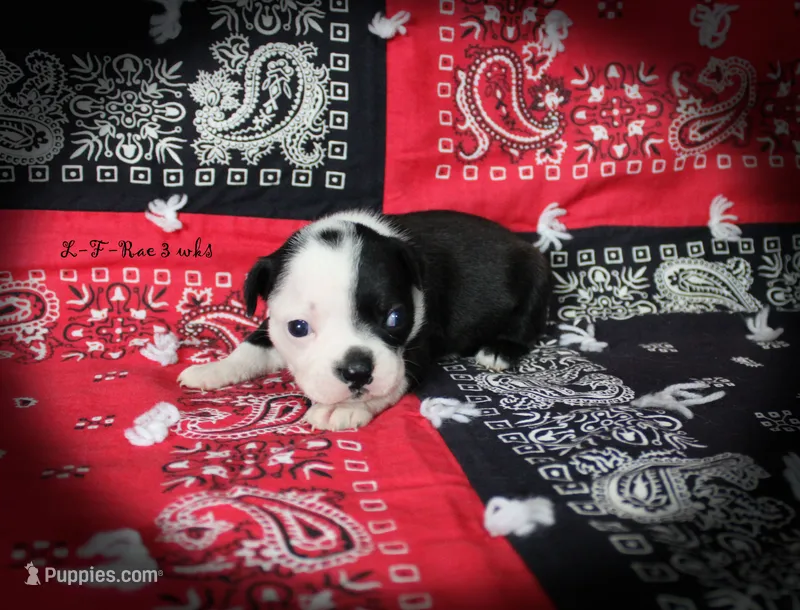 Rae – Boston Terrier puppy for sale in Colorado Springs, CO
