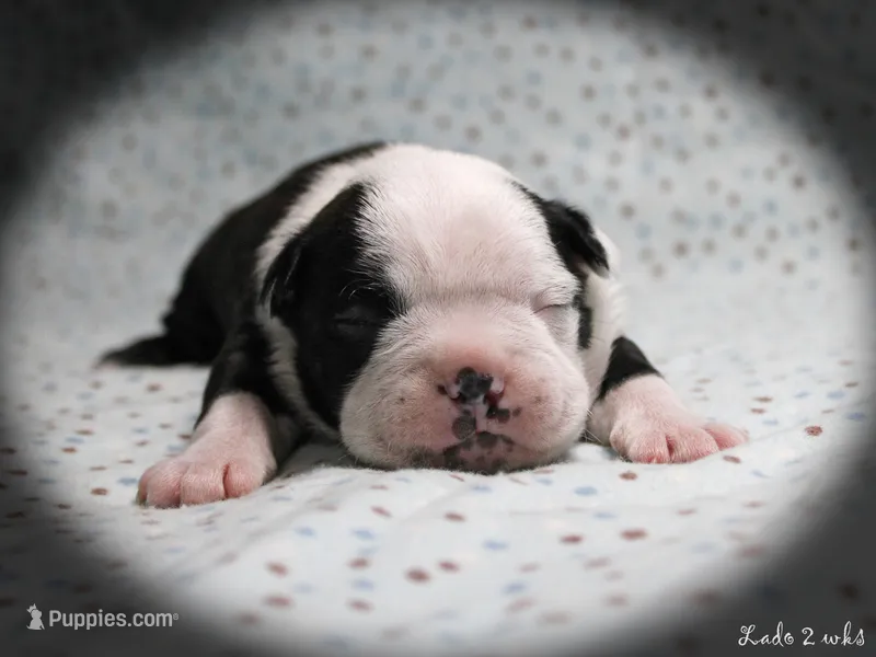 Lado – Boston Terrier puppy for sale in Colorado Springs, CO