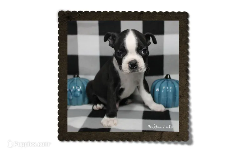 Halton – Boston Terrier puppy for sale in Colorado Springs, CO