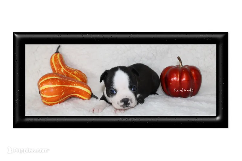 Rand – Boston Terrier puppy for sale in Colorado Springs, CO