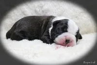 Laynee, a female Boston Terrier for sale in Colorado Springs, CO – 4 of 10
