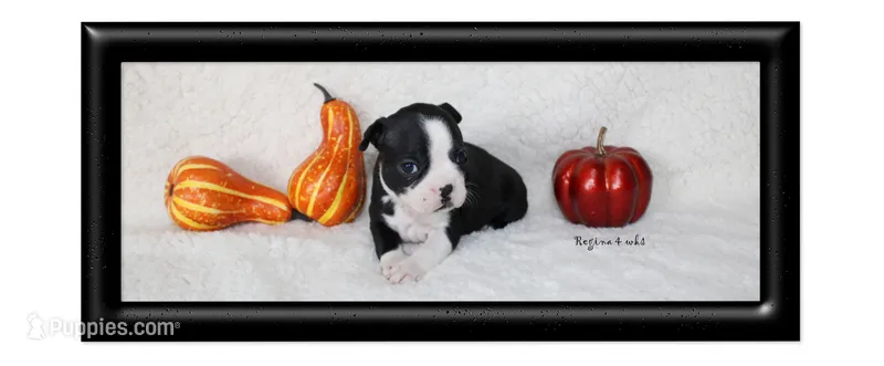 Regina – Boston Terrier puppy for sale in Colorado Springs, CO