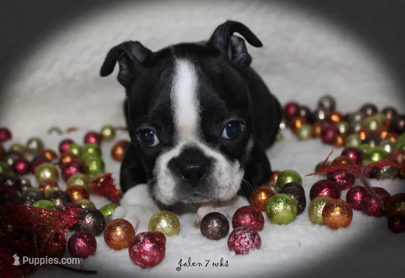 Jalen – Boston Terrier puppy for sale in Colorado Springs, CO
