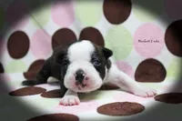 Hackett, a male Boston Terrier for sale in Colorado Springs, CO – 2 of 10