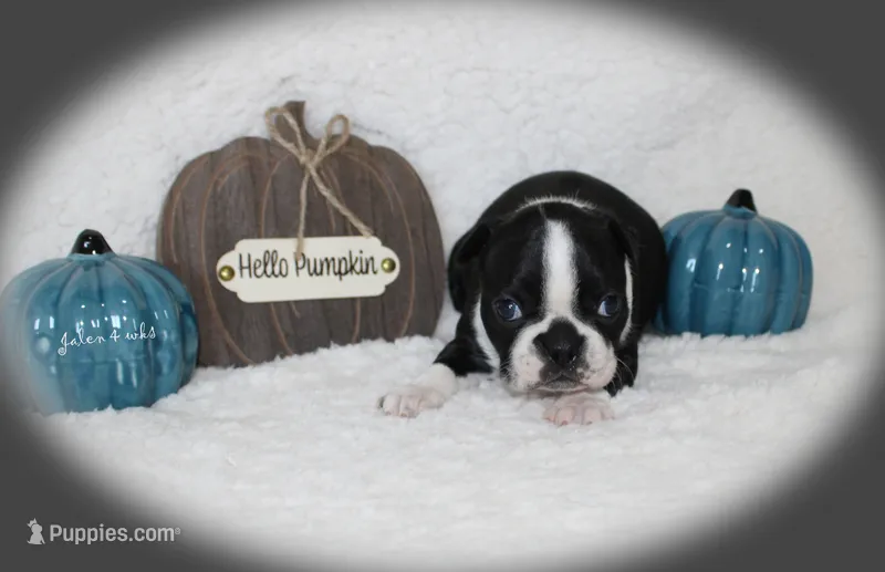 Jalen – Boston Terrier puppy for sale in Colorado Springs, CO