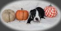 Ham, a male Boston Terrier for sale in Colorado Springs, CO – 4 of 7