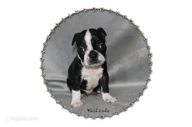 Hank – Boston Terrier puppy for sale in Colorado Springs, CO