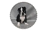 Hank, a male Boston Terrier for sale in Colorado Springs, CO – 1 of 7