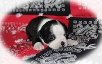 Reba, a female Boston Terrier for sale in Colorado Springs, CO – 7 of 9
