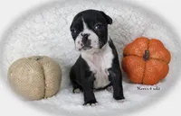 Haven, a female Boston Terrier for sale in Colorado Springs, CO – 6 of 8