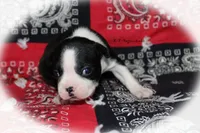 Regina, a female Boston Terrier for sale in Colorado Springs, CO – 2 of 6