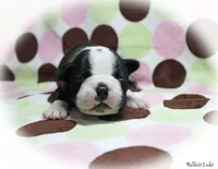Halbert, a male Boston Terrier for sale in Colorado Springs, CO – 2 of 10