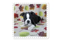 Halbert, a male Boston Terrier for sale in Colorado Springs, CO – 4 of 10