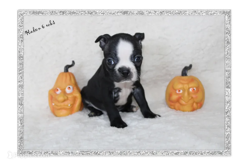 Haden – Boston Terrier puppy for sale in Colorado Springs, CO