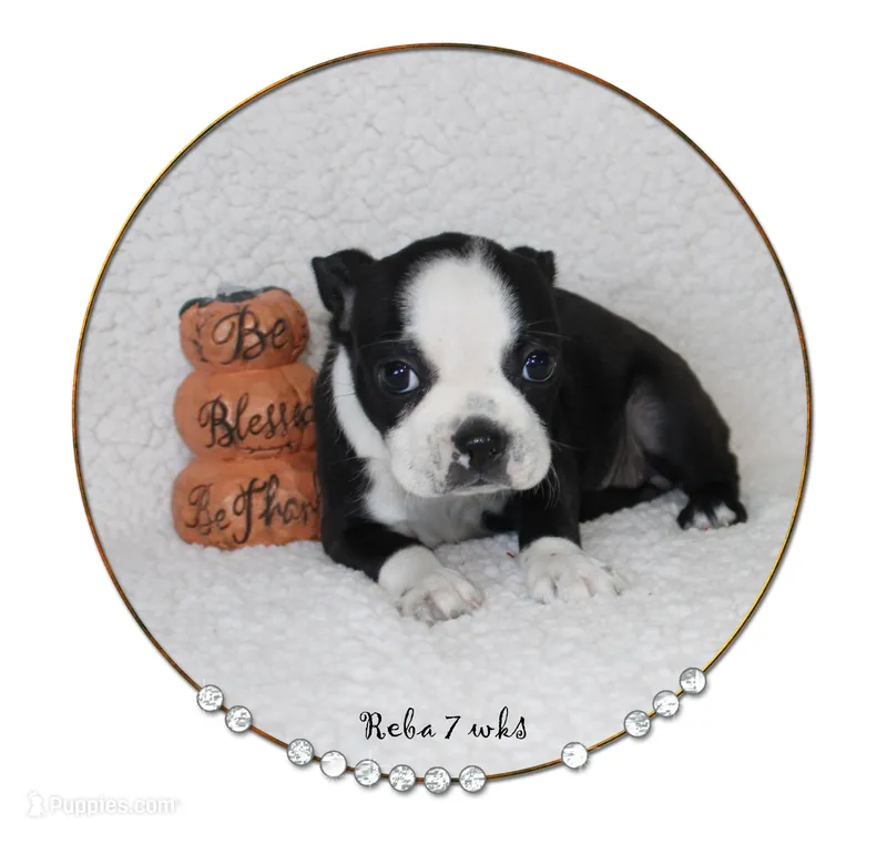 Reba – Boston Terrier puppy for sale in Colorado Springs, CO