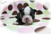 Halton, a male Boston Terrier for sale in Colorado Springs, CO – 3 of 10