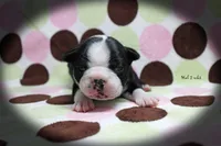 Hal, a male Boston Terrier for sale in Colorado Springs, CO – 5 of 10