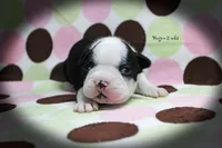 Hagen, a male Boston Terrier for sale in Colorado Springs, CO – 4 of 10