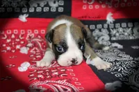 Rane, a female Boston Terrier for sale in Colorado Springs, CO – 4 of 6