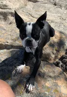 Halina, a female Boston Terrier for sale in Colorado Springs, CO – 10 of 10