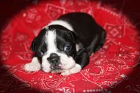 Jalen, a female Boston Terrier for sale in Colorado Springs, CO – 2 of 6