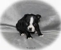 Harper, a female Boston Terrier for sale in Colorado Springs, CO – 2 of 8