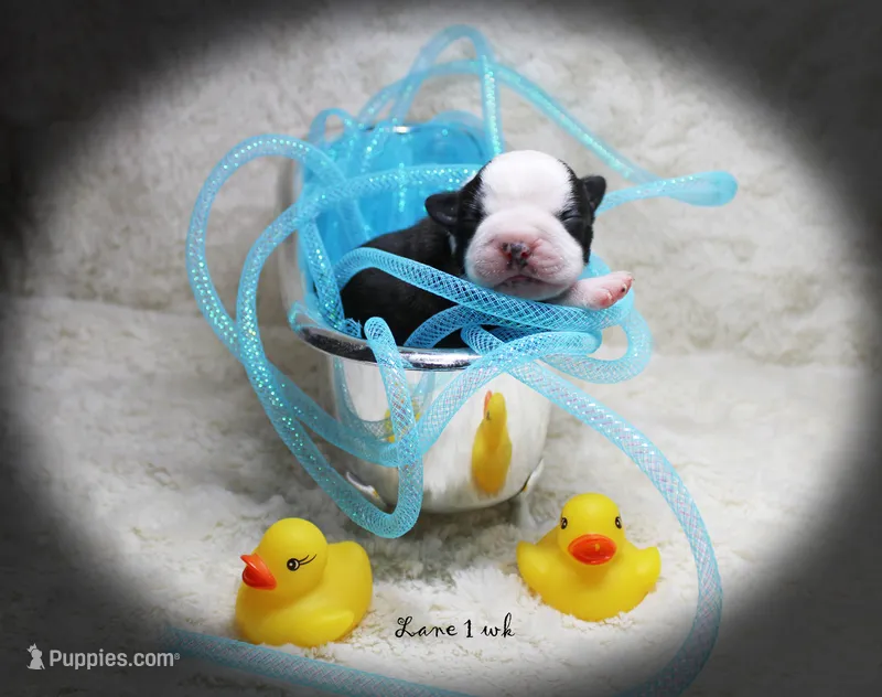 Lane – Boston Terrier puppy for sale in Colorado Springs, CO