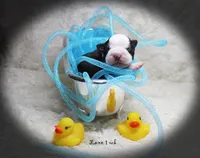 Lane, a male Boston Terrier for sale in Colorado Springs, CO – 1 of 10