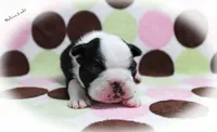 Halina, a female Boston Terrier for sale in Colorado Springs, CO – 2 of 10