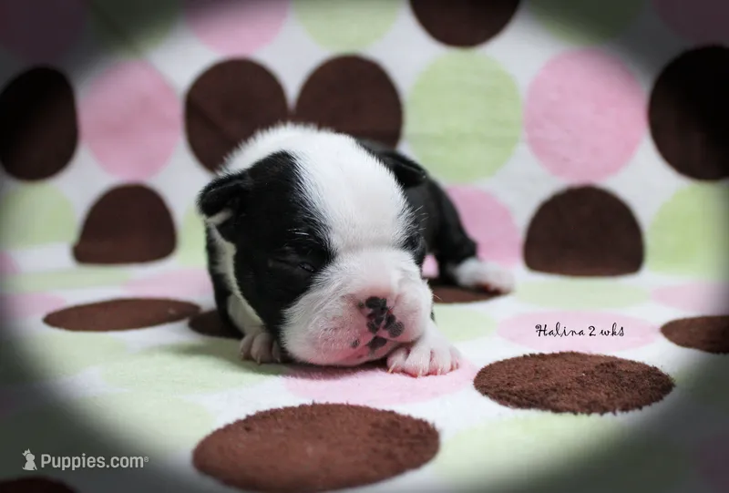 Halina – Boston Terrier puppy for sale in Colorado Springs, CO