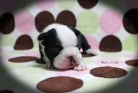 Halina, a female Boston Terrier for sale in Colorado Springs, CO – 1 of 10