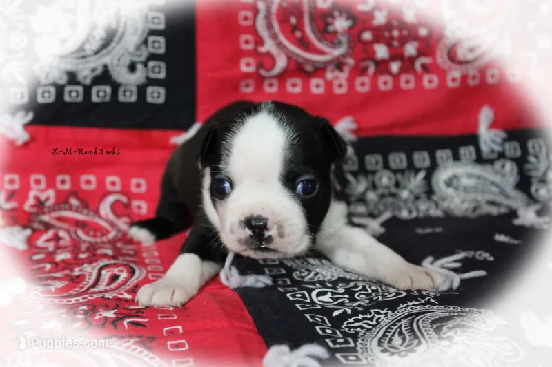 Rand – Boston Terrier puppy for sale in Colorado Springs, CO