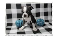 Halbert, a male Boston Terrier for sale in Colorado Springs, CO – 7 of 10
