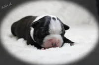 Ladd, a male Boston Terrier for sale in Colorado Springs, CO – 7 of 10