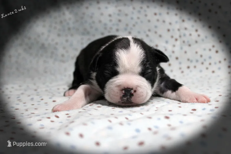 Lance – Boston Terrier puppy for sale in Colorado Springs, CO