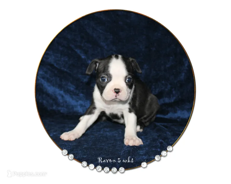 Ravon – Boston Terrier puppy for sale in Colorado Springs, CO