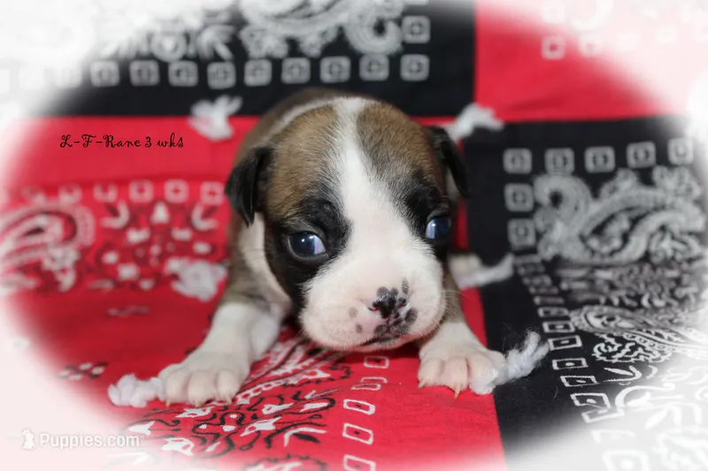 Rane – Boston Terrier puppy for sale in Colorado Springs, CO