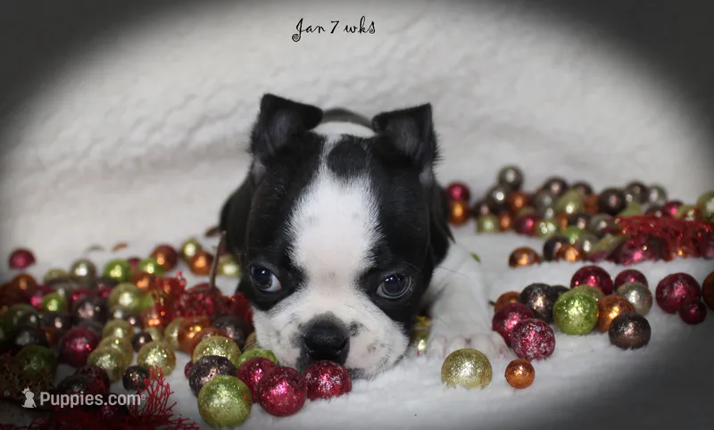 Jan – Boston Terrier puppy for sale in Colorado Springs, CO