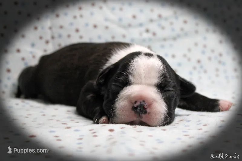 Ladd – Boston Terrier puppy for sale in Colorado Springs, CO