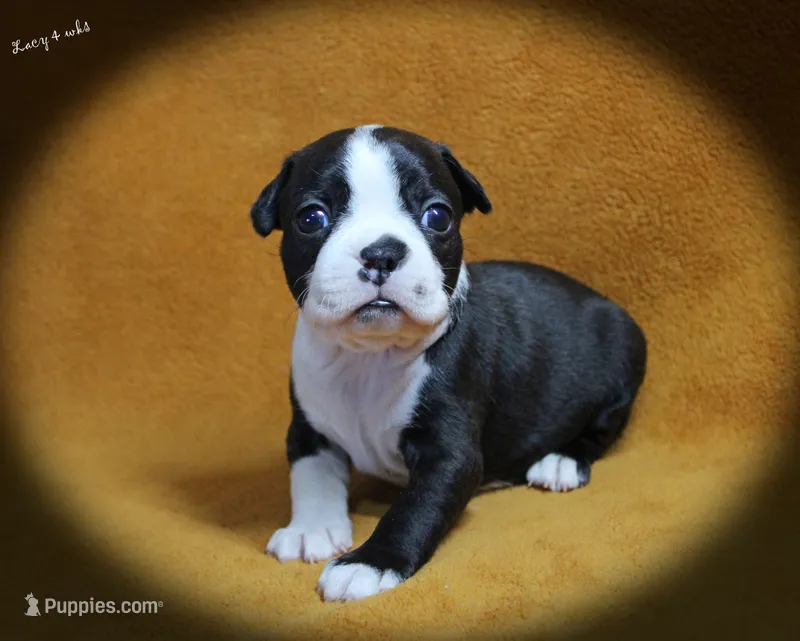 Lacy – Boston Terrier puppy for sale in Colorado Springs, CO
